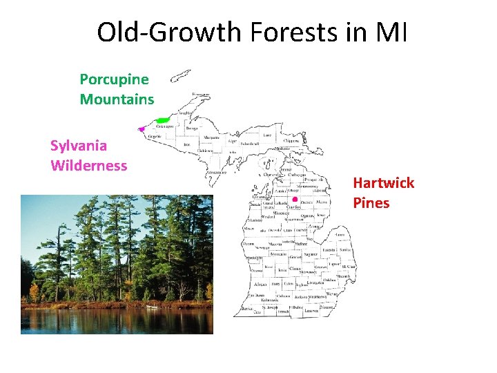 Old-Growth Forests in MI Porcupine Mountains Sylvania Wilderness Hartwick Pines 