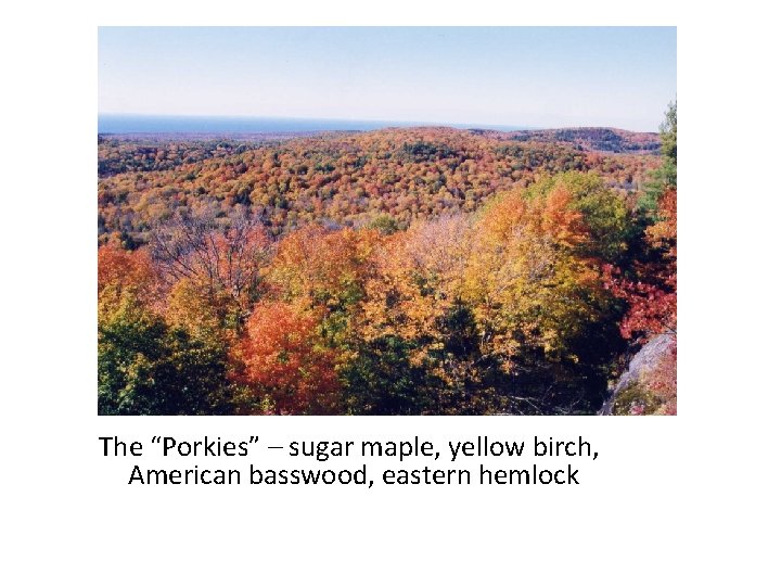 The “Porkies” – sugar maple, yellow birch, American basswood, eastern hemlock 