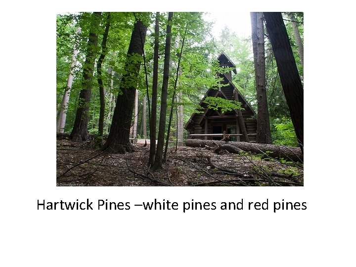 Hartwick Pines –white pines and red pines 