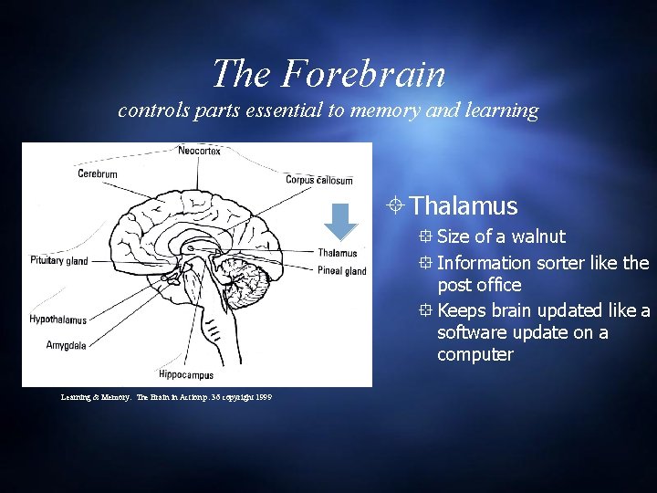 The Forebrain controls parts essential to memory and learning Thalamus Size of a walnut