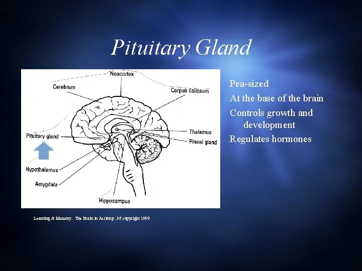 Pituitary Gland Pea-sized At the base of the brain Controls growth and development Regulates