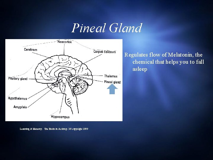 Pineal Gland Regulates flow of Melatonin, the chemical that helps you to fall asleep