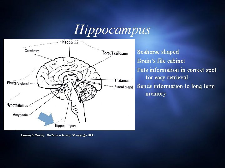 Hippocampus Seahorse shaped Brain’s file cabinet Puts information in correct spot for easy retrieval