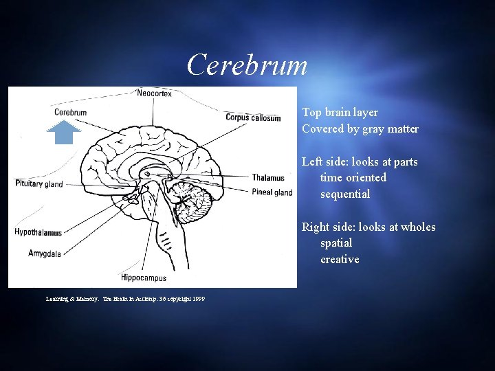 Cerebrum Top brain layer Covered by gray matter Left side: looks at parts time