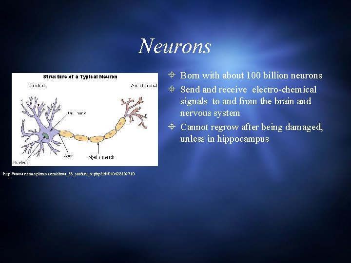 Neurons Born with about 100 billion neurons Send and receive electro-chemical signals to and
