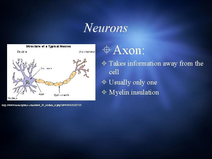 Neurons Axon: Takes information away from the cell Usually one Myelin insulation http: //www.