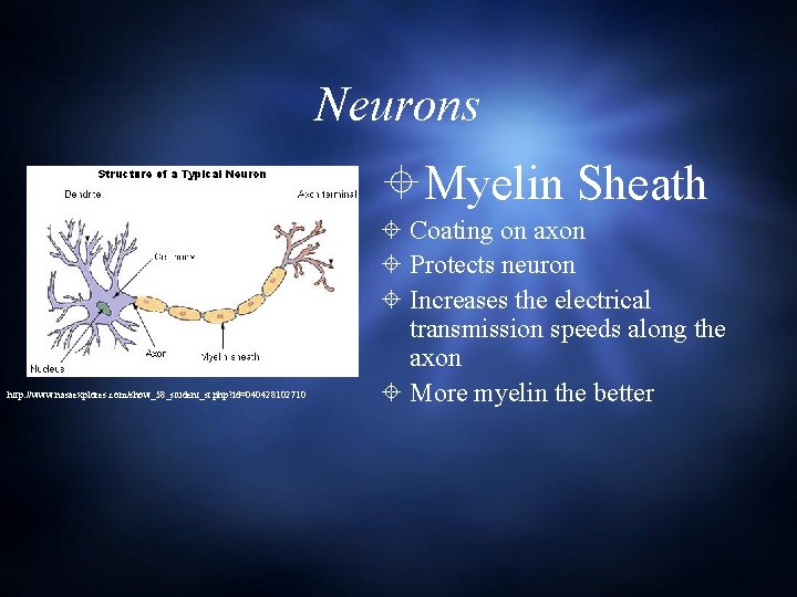 Neurons Myelin Sheath http: //www. nasaexplores. com/show_58_student_st. php? id=040428102710 Coating on axon Protects neuron