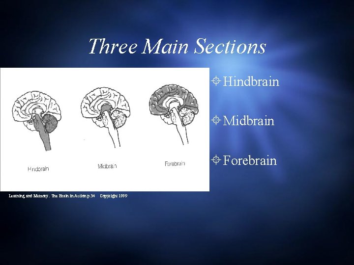 Three Main Sections Hindbrain Midbrain Forebrain Learning and Memory: The Brain in Action p.