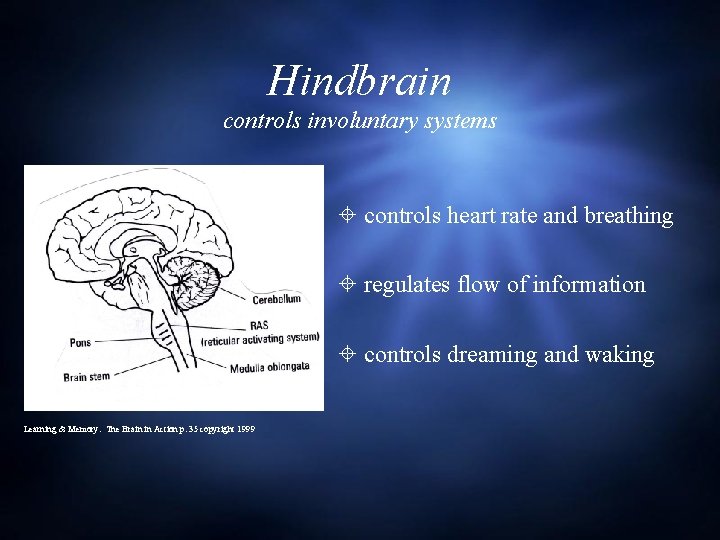 Hindbrain controls involuntary systems controls heart rate and breathing regulates flow of information controls
