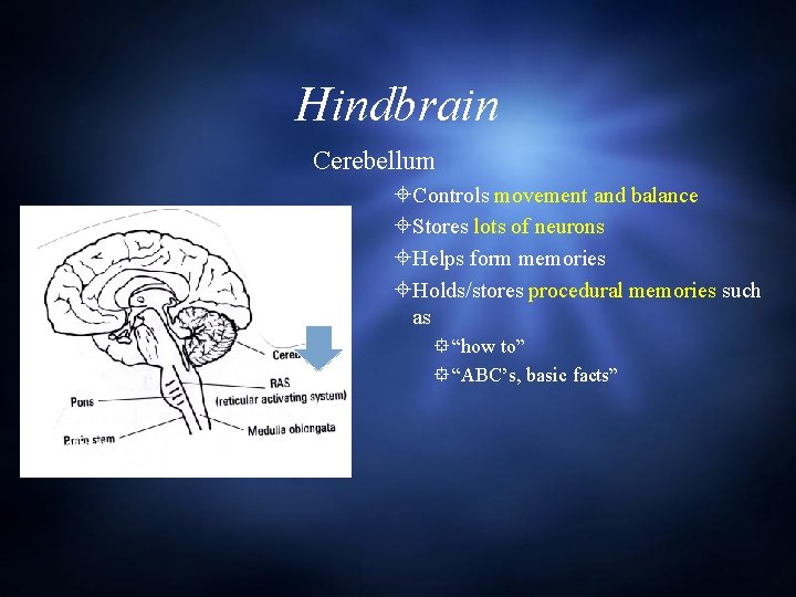 Hindbrain Cerebellum Controls movement and balance Stores lots of neurons Helps form memories Holds/stores