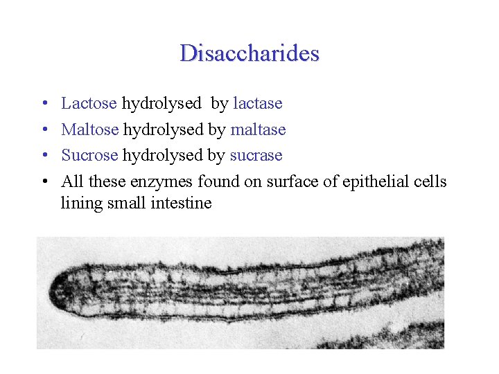 Disaccharides • • Lactose hydrolysed by lactase Maltose hydrolysed by maltase Sucrose hydrolysed by