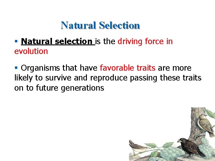 Natural Selection § Natural selection is the driving force in evolution § Organisms that