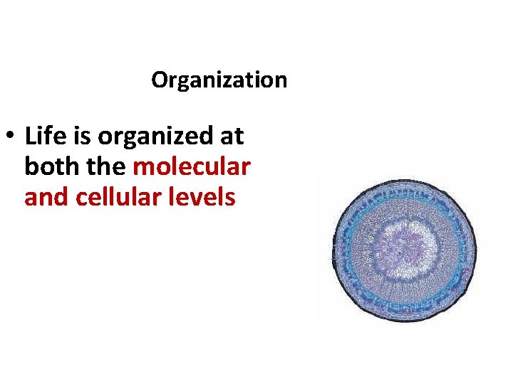 Organization • Life is organized at both the molecular and cellular levels 