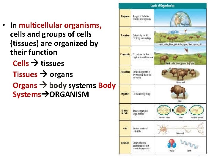  • In multicellular organisms, cells and groups of cells (tissues) are organized by