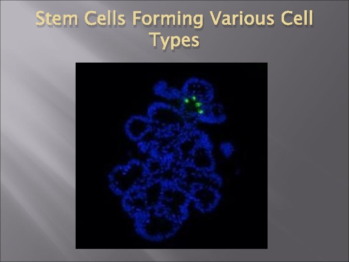 Stem Cells Forming Various Cell Types 