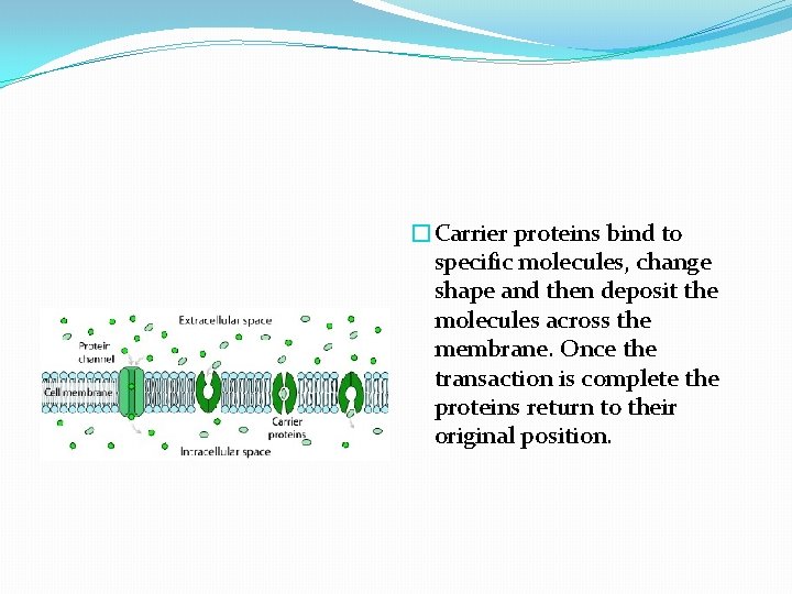 �Carrier proteins bind to specific molecules, change shape and then deposit the molecules across