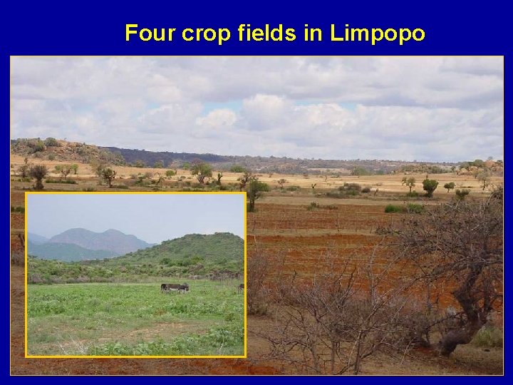 Four crop fields in Limpopo 