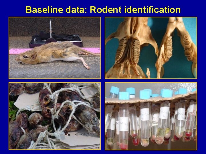 Baseline data: Rodent identification 