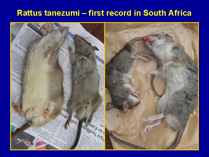 Rattus tanezumi – first record in South Africa 