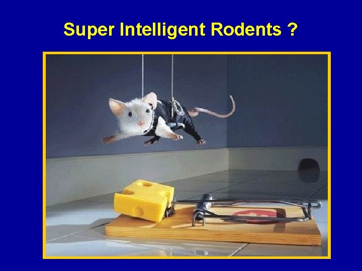 Super Intelligent Rodents ? 