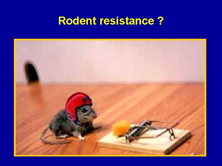 Rodent resistance ? 