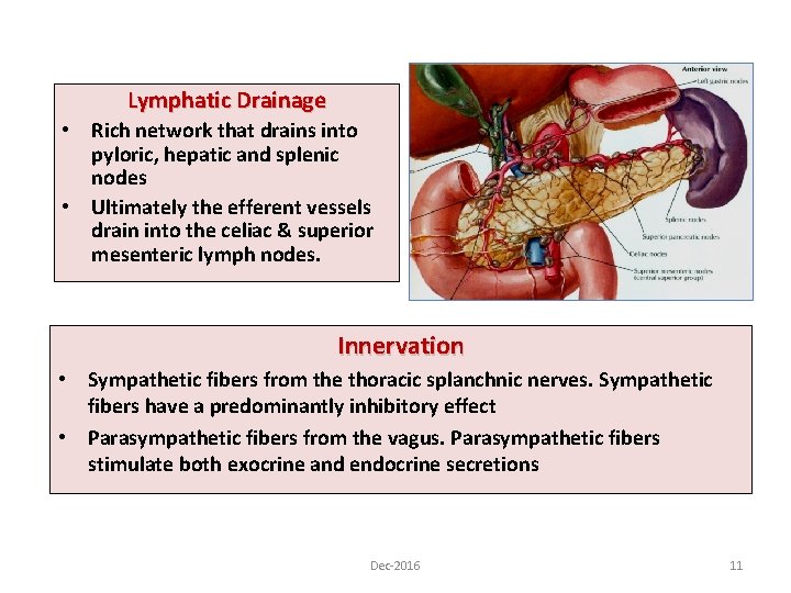 Lymphatic Drainage • Rich network that drains into pyloric, hepatic and splenic nodes •