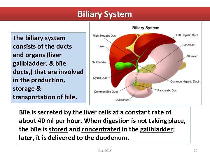 Biliary System The biliary system consists of the ducts and organs (liver gallbladder, &