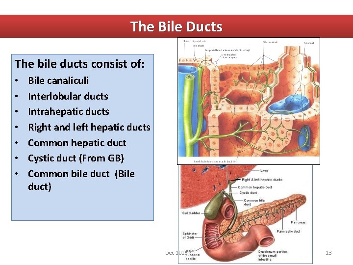 The Bile Ducts The bile ducts consist of: • • Bile canaliculi Interlobular ducts