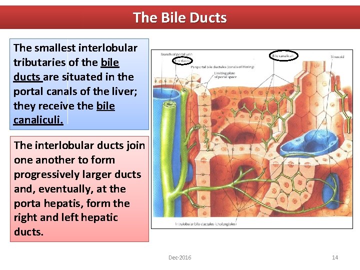 The Bile Ducts The smallest interlobular tributaries of the bile ducts are situated in