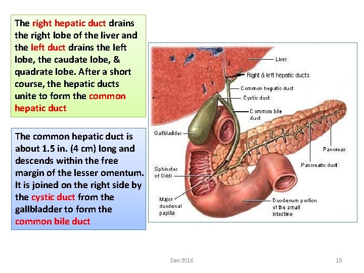 The right hepatic duct drains the right lobe of the liver and the left