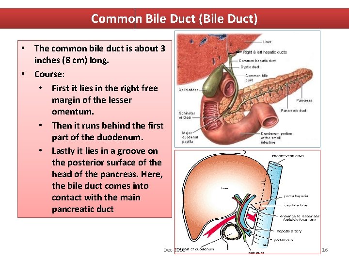 Common Bile Duct (Bile Duct) • The common bile duct is about 3 inches