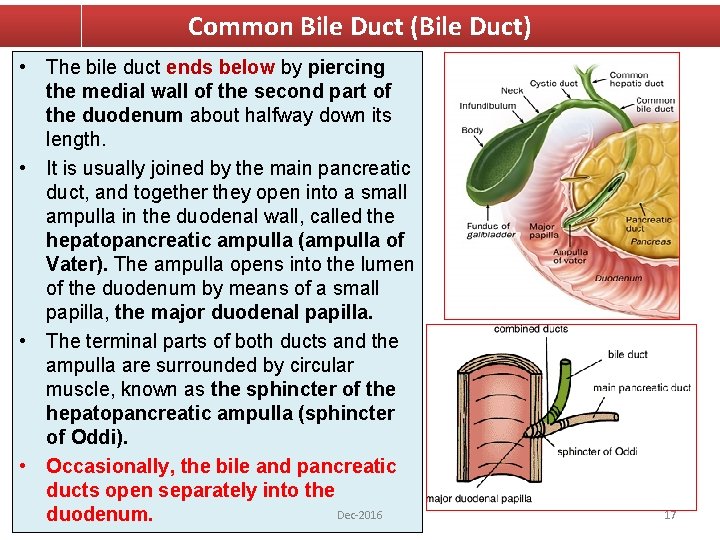 Common Bile Duct (Bile Duct) • The bile duct ends below by piercing the