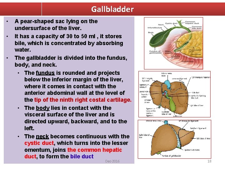 Gallbladder • • • A pear-shaped sac lying on the undersurface of the liver.