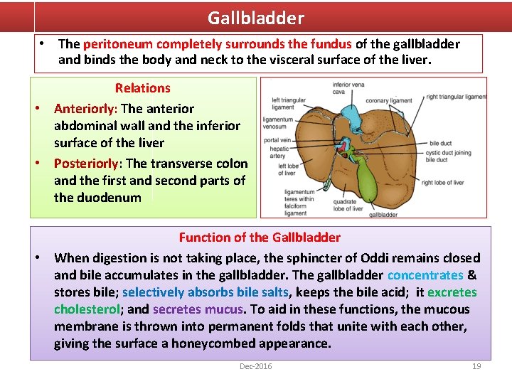 Gallbladder • The peritoneum completely surrounds the fundus of the gallbladder and binds the