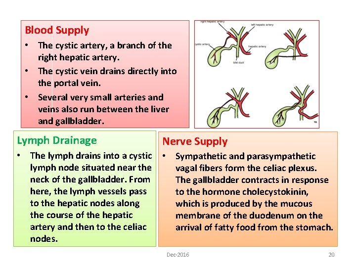 Blood Supply • The cystic artery, a branch of the right hepatic artery. •