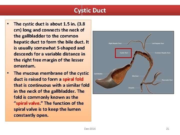 Cystic Duct • The cystic duct is about 1. 5 in. (3. 8 cm)