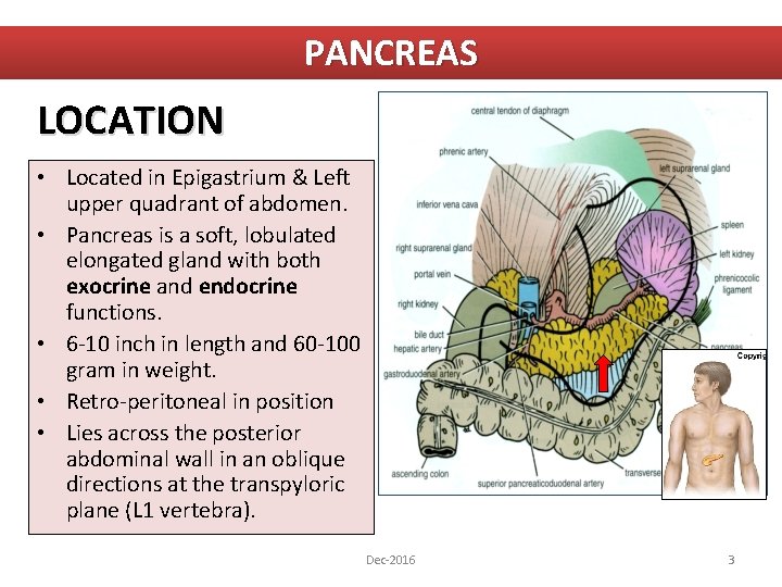 PANCREAS LOCATION • Located in Epigastrium & Left upper quadrant of abdomen. • Pancreas