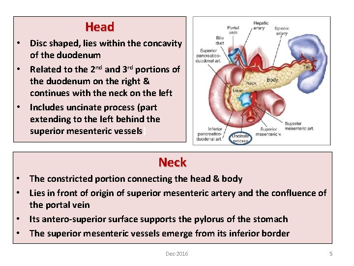 Head • Disc shaped, lies within the concavity of the duodenum • Related to