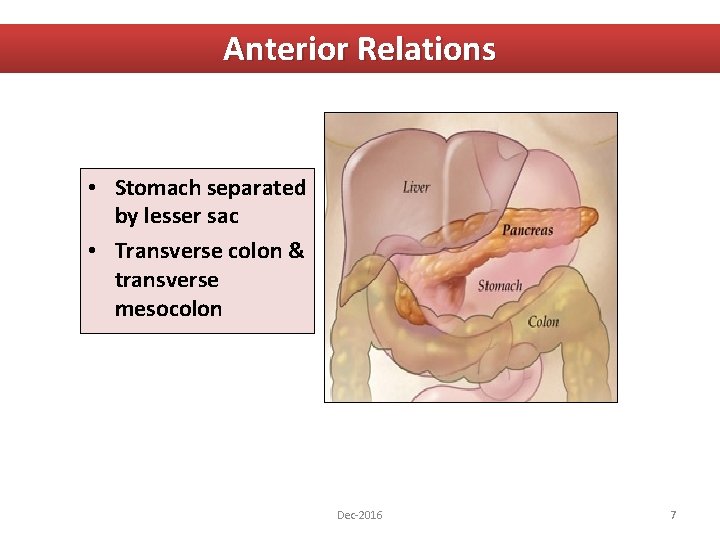 Anterior Relations • Stomach separated by lesser sac • Transverse colon & transverse mesocolon