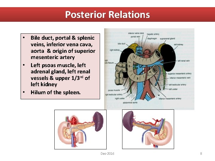 Posterior Relations • Bile duct, portal & splenic veins, inferior vena cava, aorta &