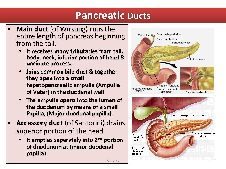 Pancreatic Ducts • Main duct (of Wirsung) runs the entire length of pancreas beginning