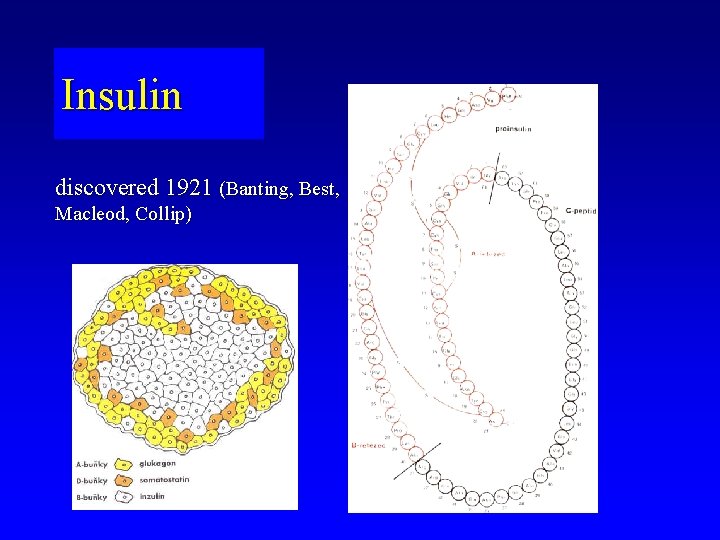 Insulin discovered 1921 (Banting, Best, Macleod, Collip) 
