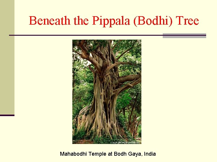 Beneath the Pippala (Bodhi) Tree Mahabodhi Temple at Bodh Gaya, India 