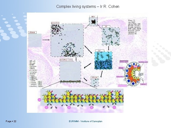 Complex living systems – Ir R. Cohen Page 22 EURIMM - Venture of Sanoplan