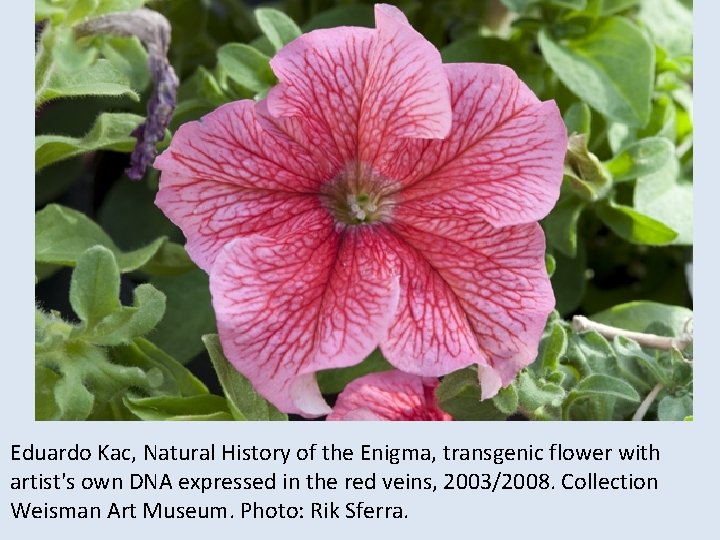 Eduardo Kac, Natural History of the Enigma, transgenic flower with artist's own DNA expressed