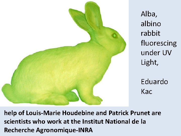 Alba, albino rabbit fluorescing under UV Light, Eduardo Kac help of Louis-Marie Houdebine and
