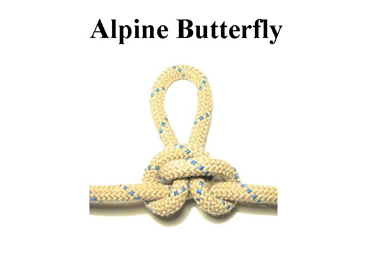 Alpine Butterfly 