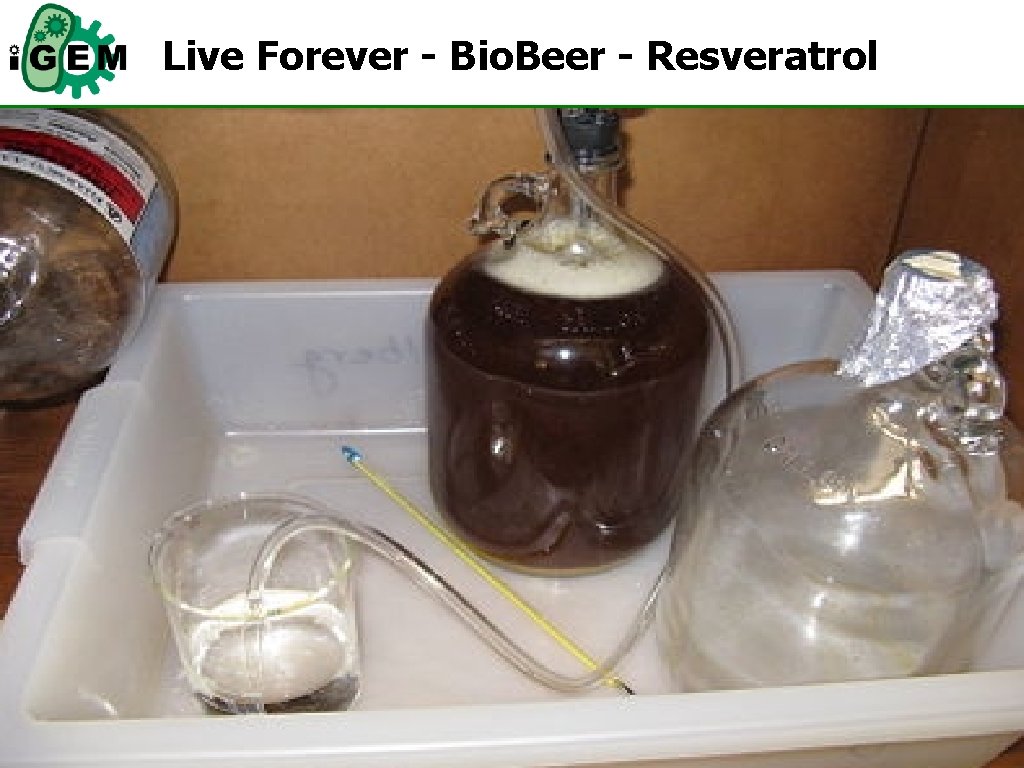 Live Forever - Bio. Beer - Resveratrol 