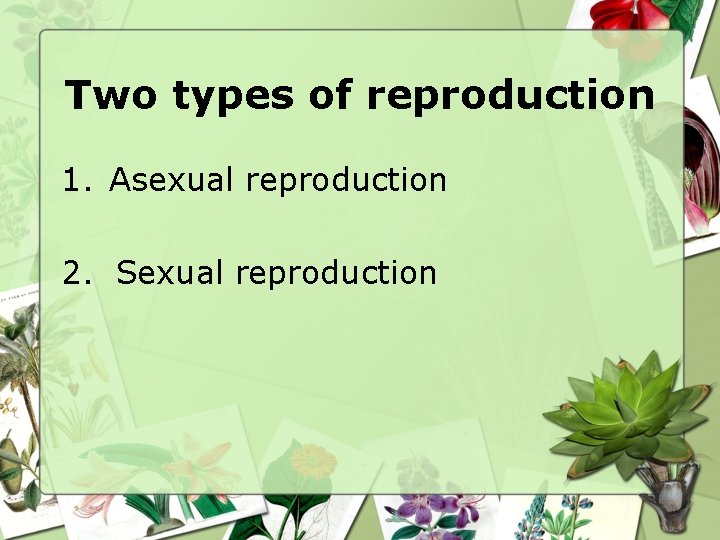 Chapter 16 Reproduction in Plants Objectives Students should
