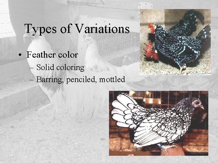 Types of Variations • Feather color – Solid coloring – Barring, penciled, mottled 